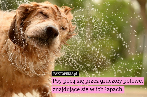 
    Psy pocą się przez gruczoły potowe, znajdujące się w ich łapach.