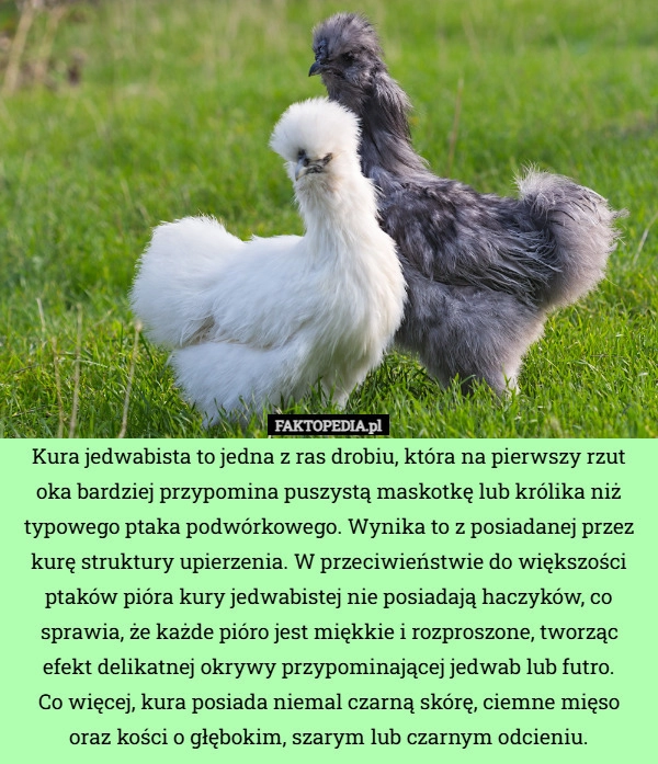 
    Kura jedwabista to jedna z ras drobiu, która na pierwszy rzut oka bardziej