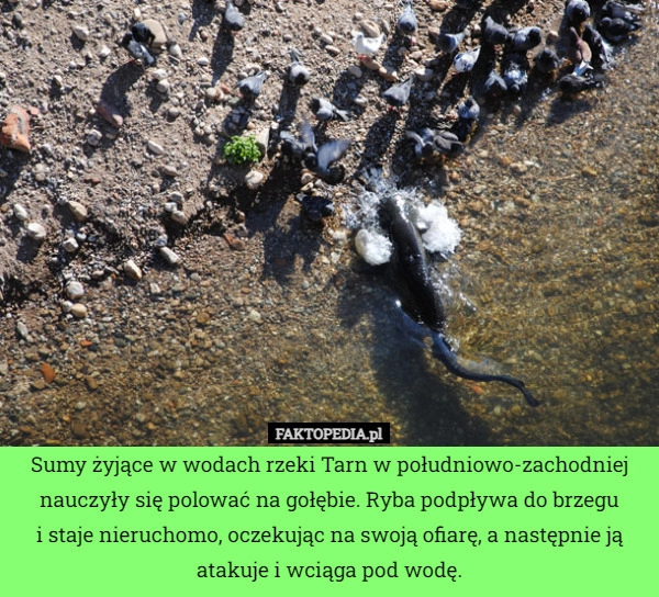 
    Sumy żyjące w wodach rzeki Tarn w południowo-zachodniej nauczyły się polować