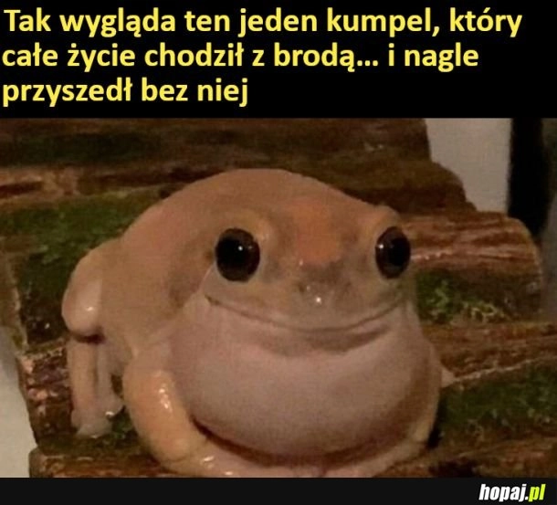 
    Ziomek bez brody