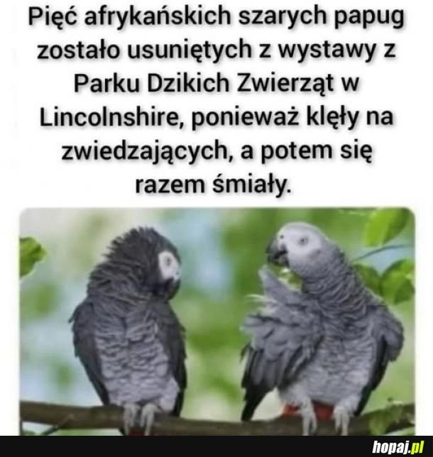 
    Wesołe papugi