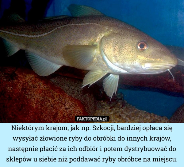 
    Niektórym krajom, jak np. Szkocji, bardziej opłaca się wysyłać złowione