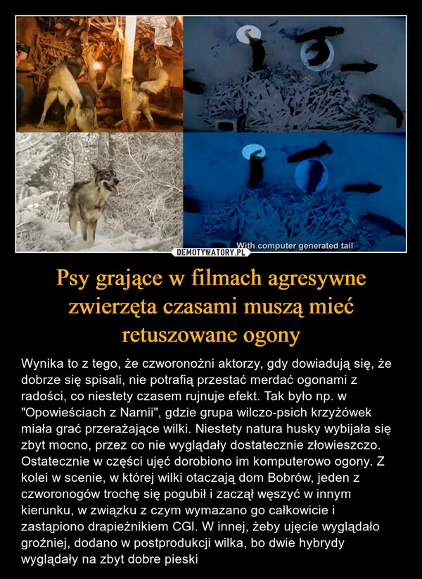 
    Psy grające w filmach agresywne zwierzęta czasami muszą mieć retuszowane ogony