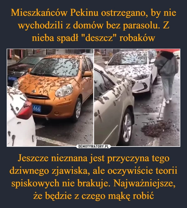 
    Mieszkańców Pekinu ostrzegano, by nie wychodzili z domów bez parasolu. Z nieba spadł "deszcz" robaków Jeszcze nieznana jest przyczyna tego dziwnego zjawiska, ale oczywiście teorii spiskowych nie brakuje. Najważniejsze, że będzie z czego mąkę robić