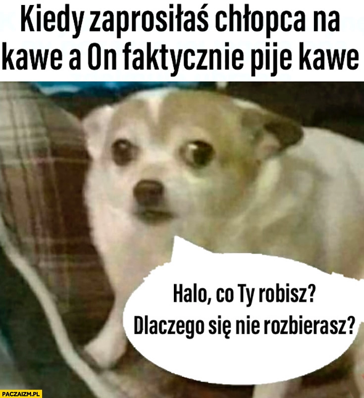 
    Kiedy zaprosiłaś chłopca na kawę a on faktycznie pije kawę, halo co Ty robisz dlaczego się nie rozbierasz? pies piesek