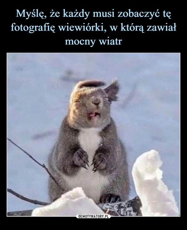 
    Myślę, że każdy musi zobaczyć tę fotografię wiewiórki, w którą zawiał mocny wiatr