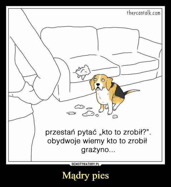 
    Mądry pies