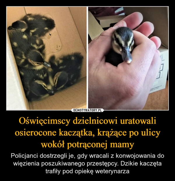 
    Oświęcimscy dzielnicowi uratowali osierocone kaczątka, krążące po ulicy wokół potrąconej mamy