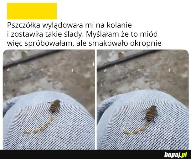 Miodek