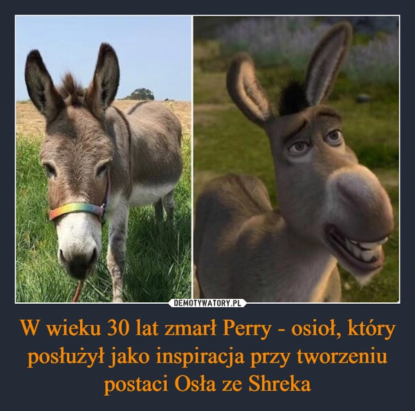 
    W wieku 30 lat zmarł Perry - osioł, który posłużył jako inspiracja przy tworzeniu postaci Osła ze Shreka