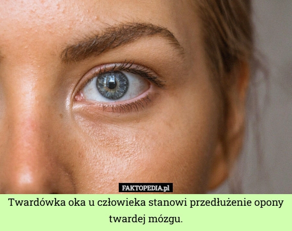 
    Twardówka oka u człowieka stanowi przedłużenie opony twardej mózgu.