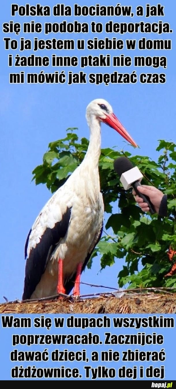 
    Odpowiedź bociana