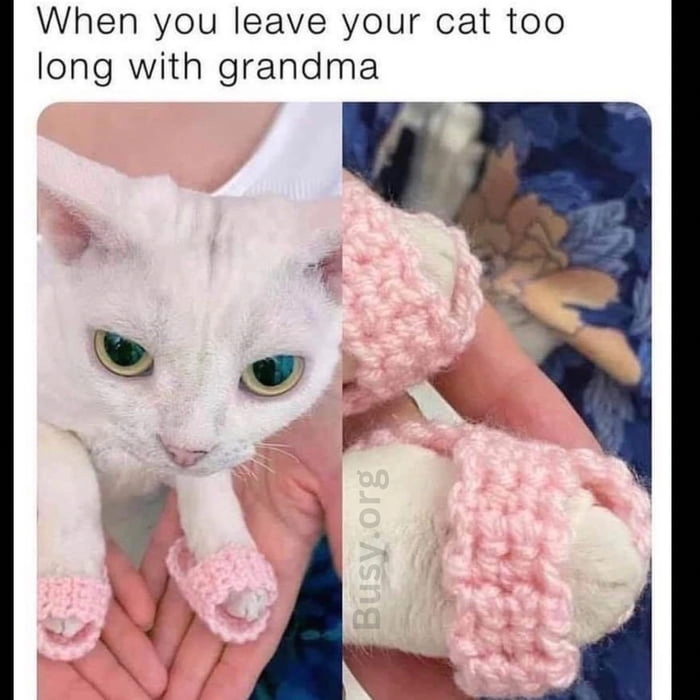 
    This cat looks like it hates its life