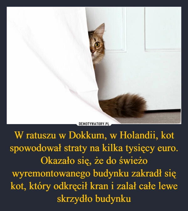 
    W ratuszu w Dokkum, w Holandii, kot spowodował straty na kilka tysięcy euro. Okazało się, że do świeżo wyremontowanego budynku zakradł się kot, który odkręcił kran i zalał całe lewe skrzydło budynku