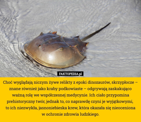 
    Choć wyglądają niczym żywe relikty z epoki dinozaurów, skrzypłocze – znane
