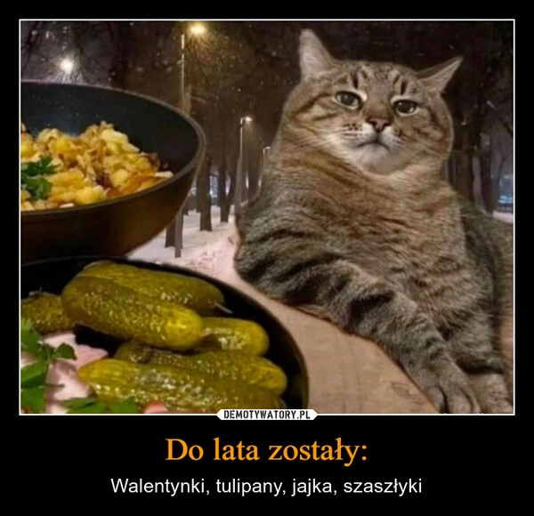 
    Do lata zostały: