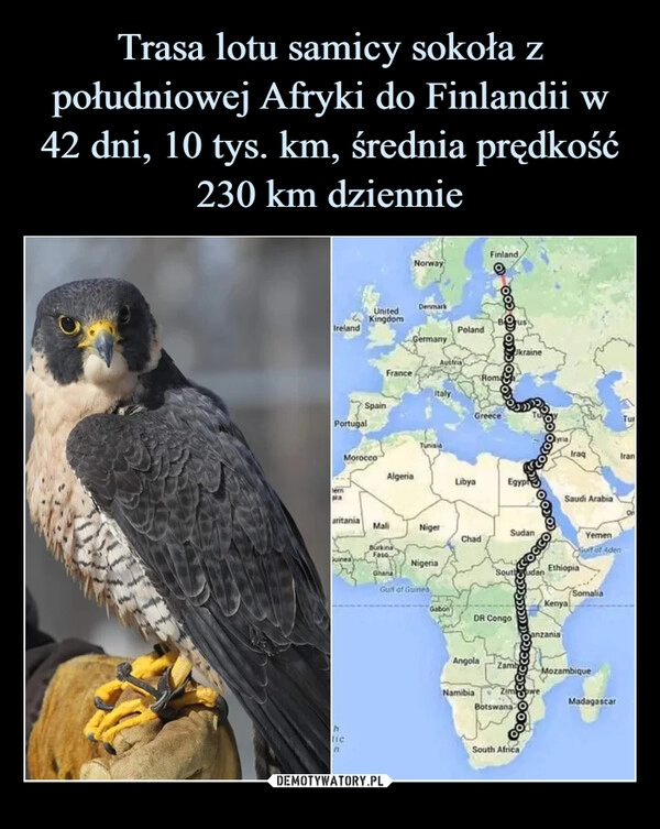 
    Trasa lotu samicy sokoła z południowej Afryki do Finlandii w 42 dni, 10 tys. km, średnia prędkość 230 km dziennie