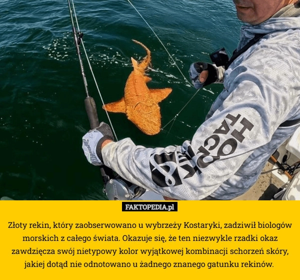 
    Złoty rekin, który zaobserwowano u wybrzeży Kostaryki, zadziwił biologów