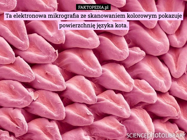 
    Ta elektronowa mikrografia ze skanowaniem kolorowym pokazuje powierzchnię