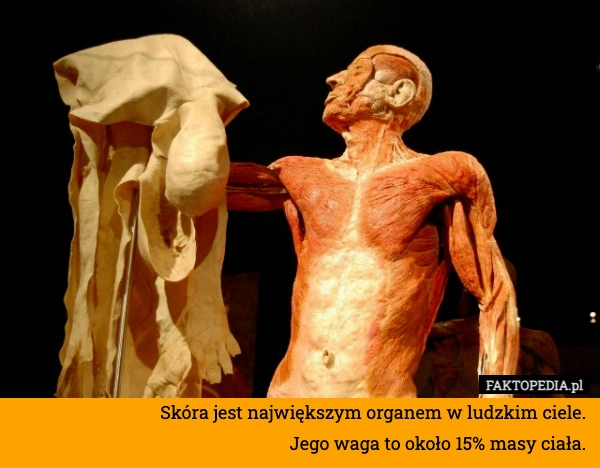 
    Skóra jest największym organem w ludzkim ciele.
Jego waga to około 15% masy