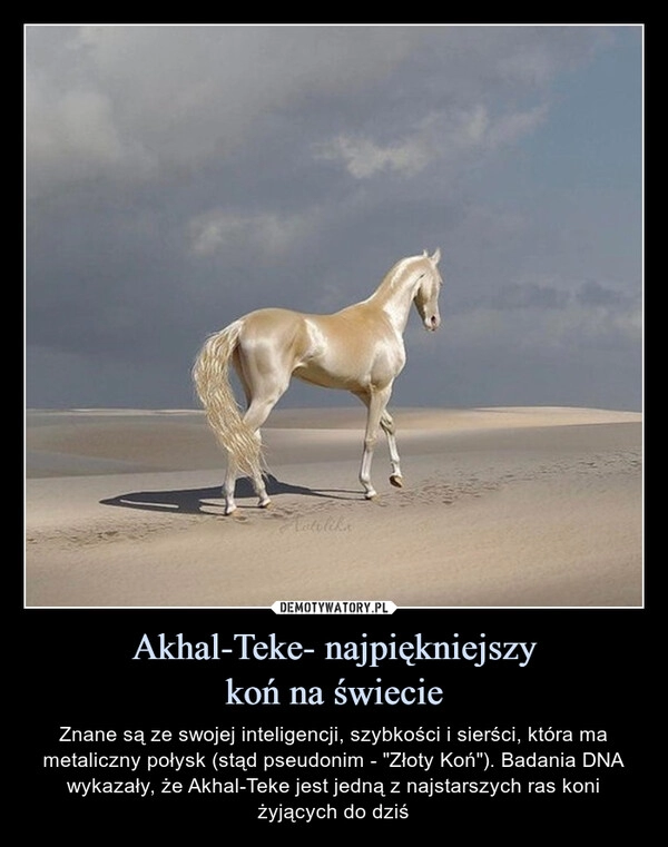 
    Akhal-Teke- najpiękniejszy
koń na świecie