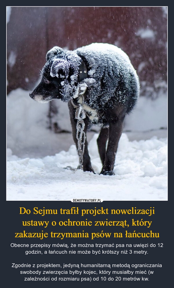 
    Do Sejmu trafił projekt nowelizacji ustawy o ochronie zwierząt, który zakazuje trzymania psów na łańcuchu