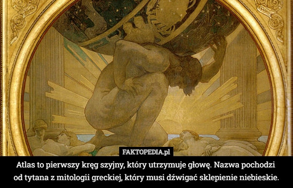 
    Atlas to pierwszy kręg szyjny, który utrzymuje głowę. Nazwa pochodzi 
od
