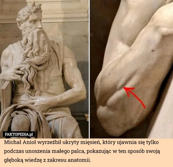 
    Michał Anioł wyrzeźbił ukryty mięsień, który ujawnia się tylko podczas unoszenia