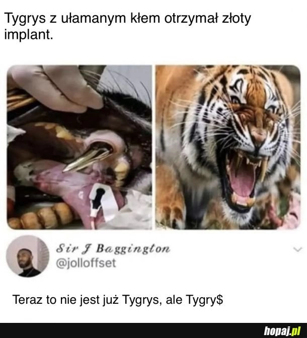 
    Tygry$$$