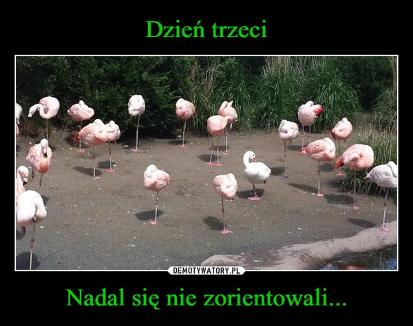 
    Dzień trzeci Nadal się nie zorientowali...