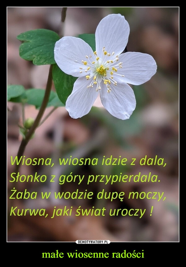 
    małe wiosenne radości