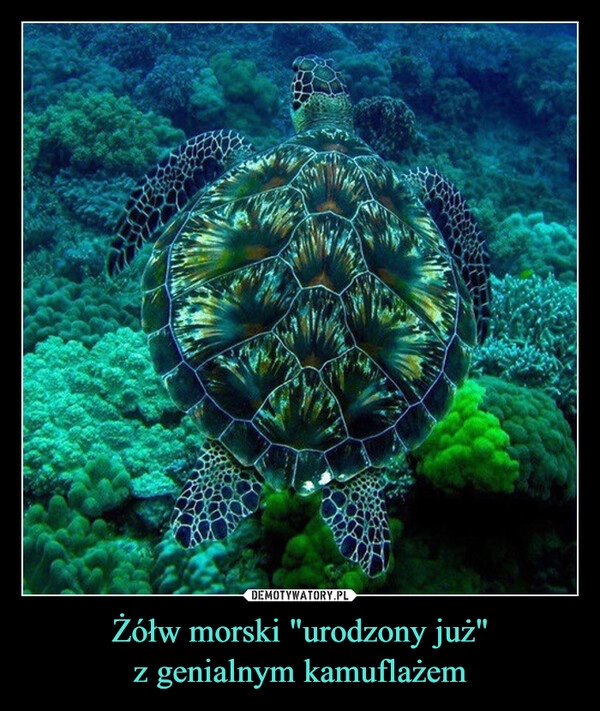 
    Żółw morski "urodzony już"
z genialnym kamuflażem