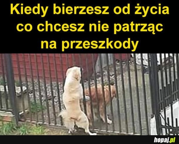 
    Trzeba brać od życia