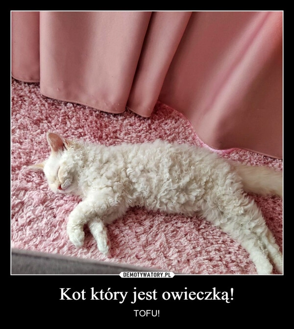 
    Kot który jest owieczką!