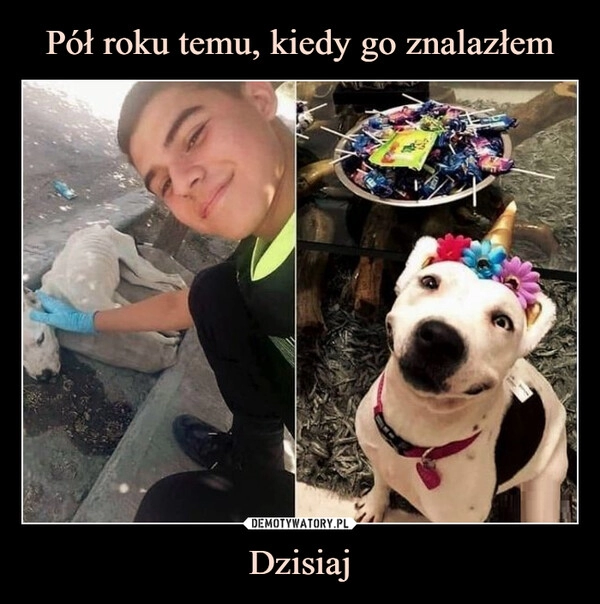 
    
Pół roku temu, kiedy go znalazłem Dzisiaj 