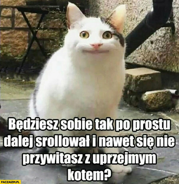 
    Będziesz sobie tak po prostu dalej scrollował i nawet się nie przywitasz z uprzejmym kotem?