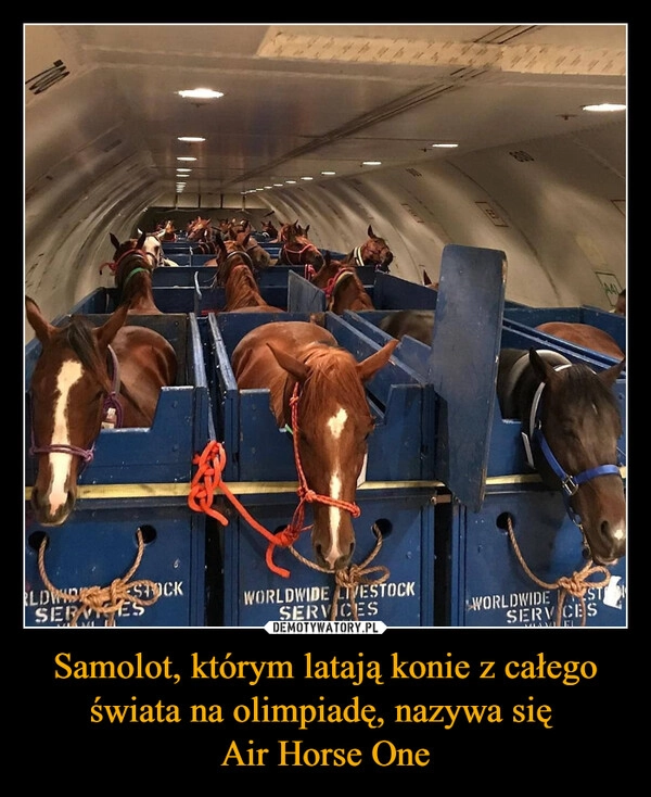 
    Samolot, którym latają konie z całego świata na olimpiadę, nazywa się 
Air Horse One