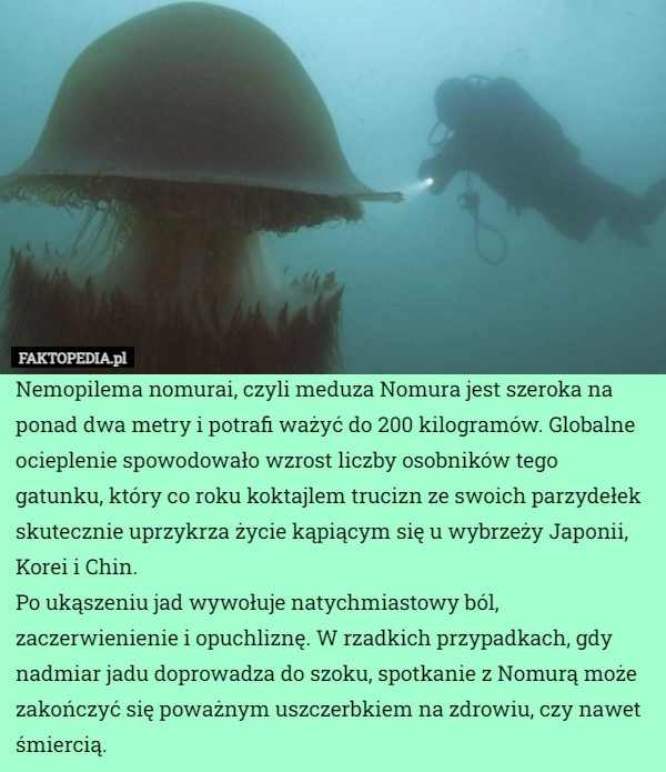 
    Nemopilema nomurai, czyli meduza Nomura jest szeroka na ponad dwa metry