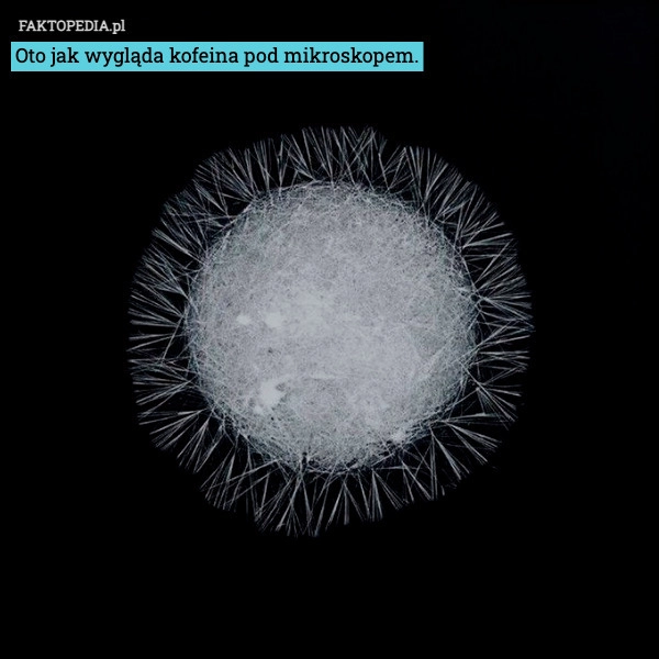 
    Oto jak wygląda kofeina pod mikroskopem.