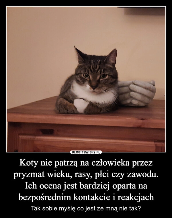 
    Koty nie patrzą na człowieka przez pryzmat wieku, rasy, płci czy zawodu. Ich ocena jest bardziej oparta na bezpośrednim kontakcie i reakcjach