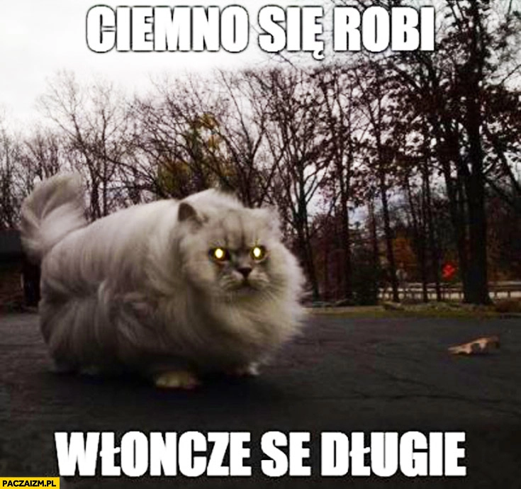 Ciemno się robi włączę se długie kot