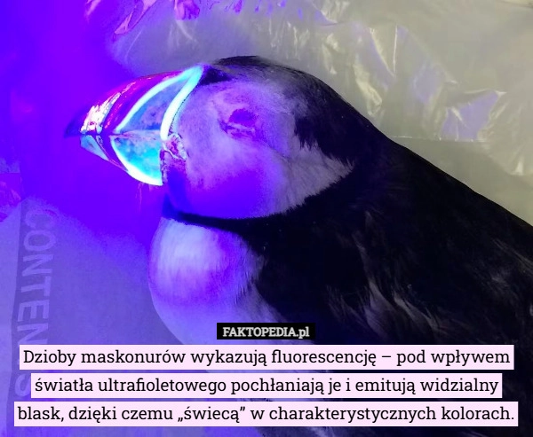 
    Dzioby maskonurów wykazują fluorescencję – pod wpływem światła ultrafioletowego...