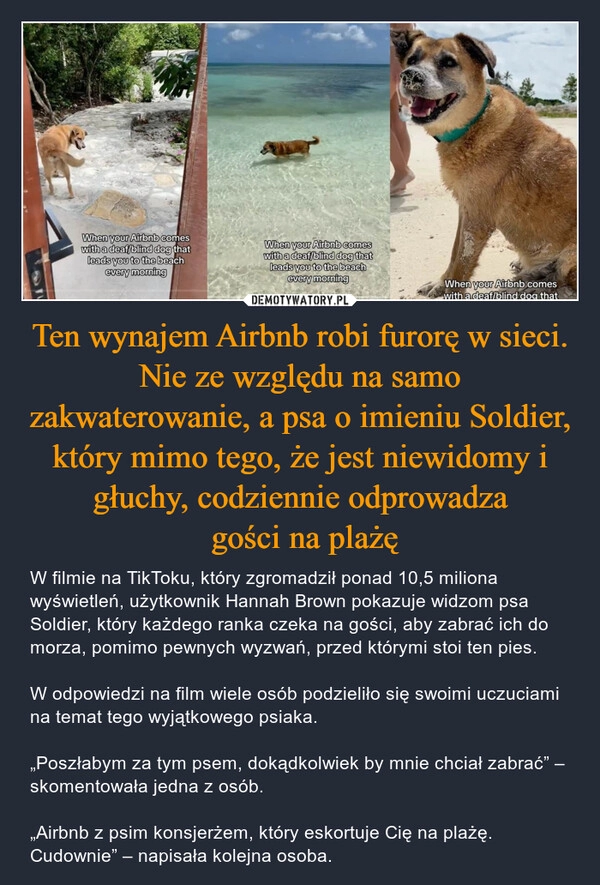 
    Ten wynajem Airbnb robi furorę w sieci. Nie ze względu na samo zakwaterowanie, a psa o imieniu Soldier, który mimo tego, że jest niewidomy i głuchy, codziennie odprowadza
 gości na plażę