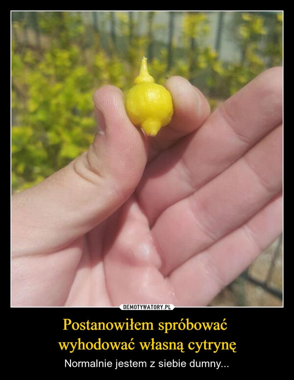 
    Postanowiłem spróbować 
wyhodować własną cytrynę