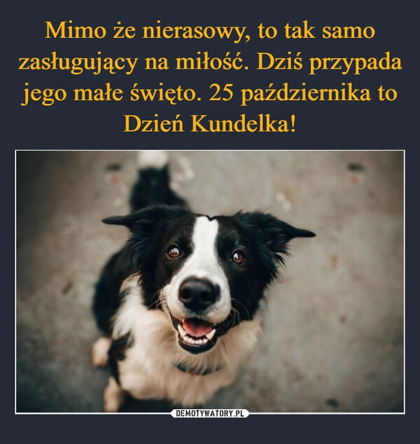 
    Mimo że nierasowy, to tak samo zasługujący na miłość. Dziś przypada jego małe święto. 25 października to Dzień Kundelka!