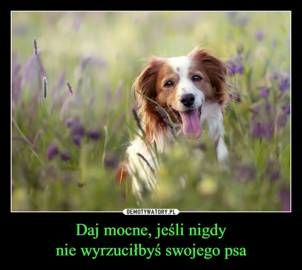 
    Daj mocne, jeśli nigdy
nie wyrzuciłbyś swojego psa