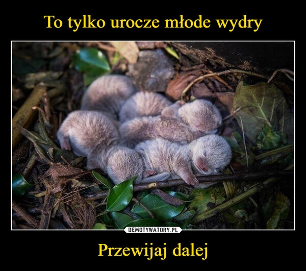 
    To tylko urocze młode wydry Przewijaj dalej