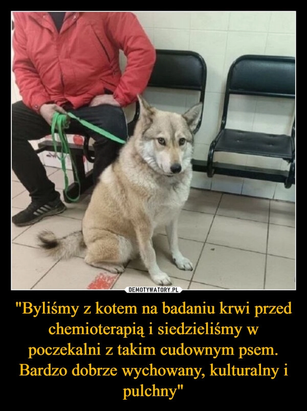 
    "Byliśmy z kotem na badaniu krwi przed chemioterapią i siedzieliśmy w poczekalni z takim cudownym psem. Bardzo dobrze wychowany, kulturalny i pulchny"