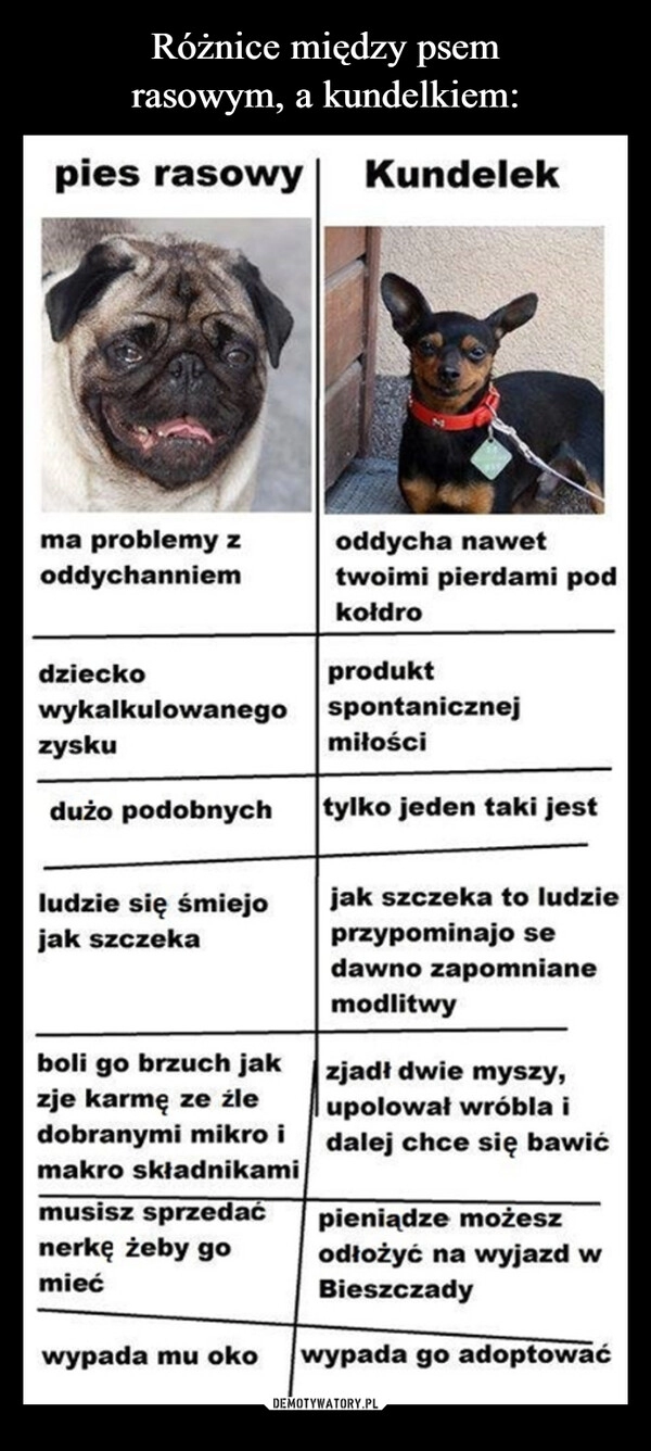 
    Różnice między psem
rasowym, a kundelkiem: