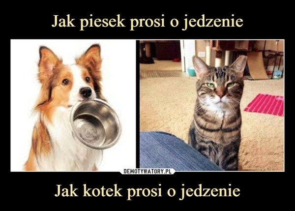 
    
Jak piesek prosi o jedzenie Jak kotek prosi o jedzenie 